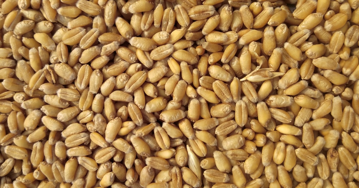 Grado de Ingeniería Agrónoma: descubre cómo es