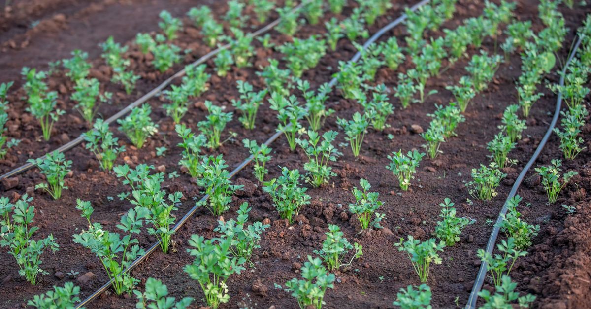 Ciclo de Producción Agroecológica: descubre cómo es