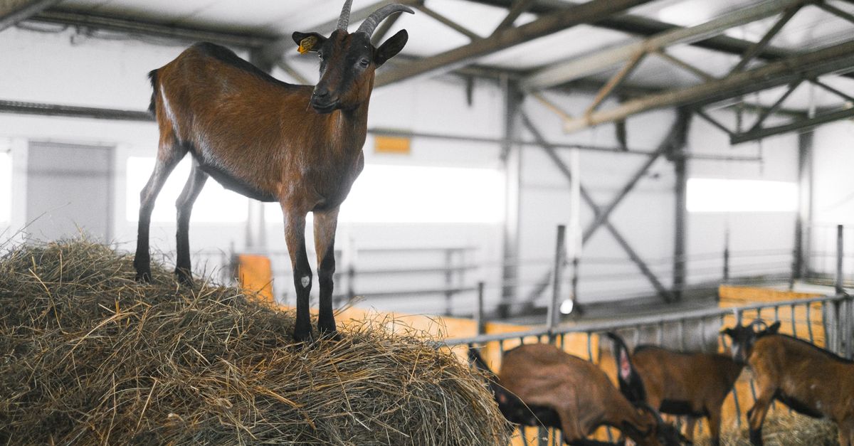 Ganadería y Asistencia en Sanidad Animal: así es el ciclo