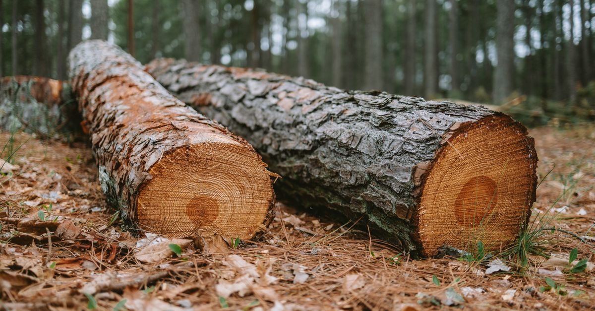 Gestión Forestal y del Medio Natural: así es el ciclo