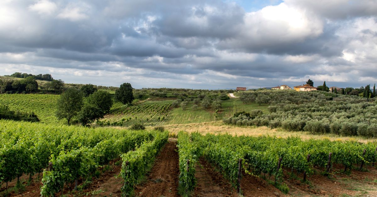 Ciclo de Vitivinicultura: descubre cómo es
